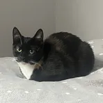 Ola