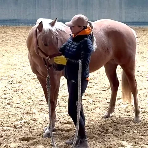 Bild 1 von 3 in der Galerie von "HBWR Westernreiten"