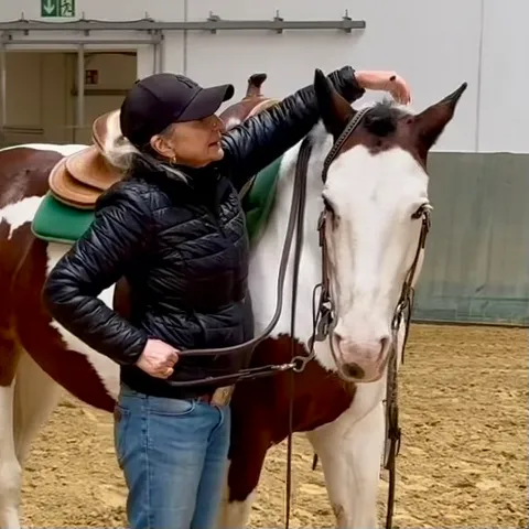 Bild 2 von 3 in der Galerie von "HBWR Westernreiten"