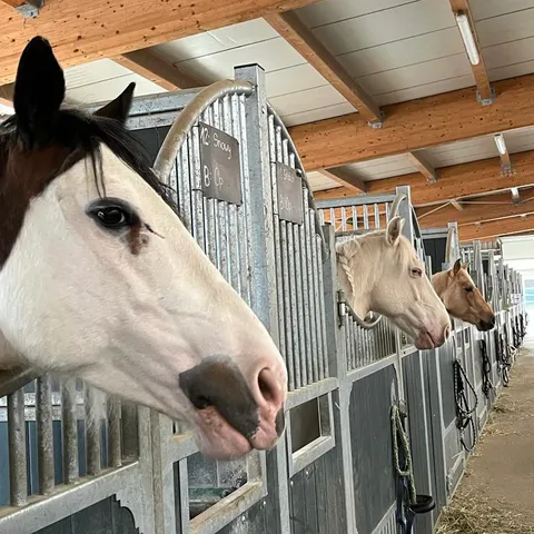 Bild 3 von 3 in der Galerie von "HBWR Westernreiten"
