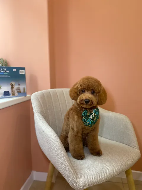 Зображення 1 з 7 у галереї "PetsSpace"
