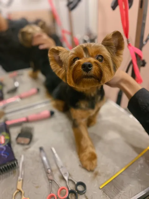 Зображення 6 з 7 у галереї "PetsSpace"