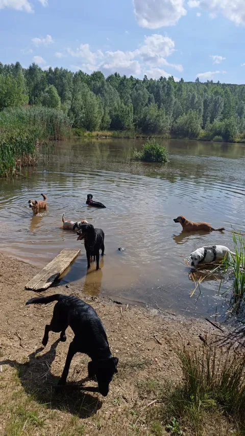 Bild 4 von 4 in der Galerie von "Hundeschule TraumataPfoten"