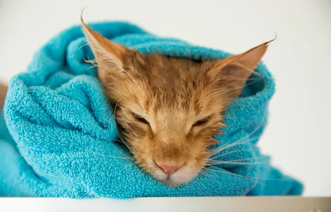 Bild 3 von 6 in der Galerie von "Catwalk Grooming Nancy Klabunde"