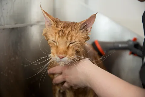 Bild 6 von 6 in der Galerie von "Catwalk Grooming Nancy Klabunde"