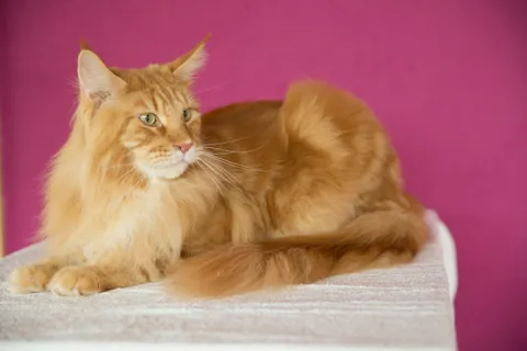 Bild 5 von 6 in der Galerie von "Catwalk Grooming Nancy Klabunde"