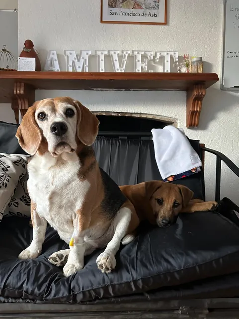 Imagen 4 de 10 en la galería de "AMIVET"