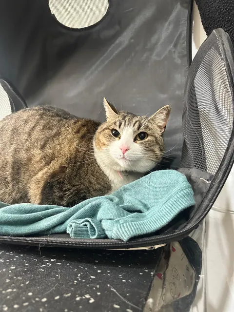 Imagen 10 de 10 en la galería de "AMIVET"