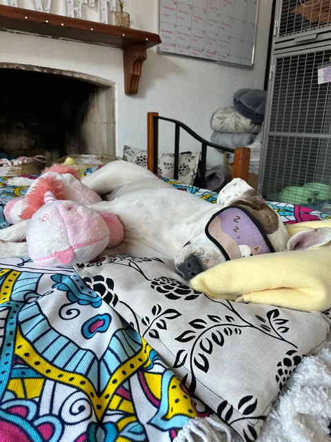 Imagen 6 de 10 en la galería de "AMIVET"