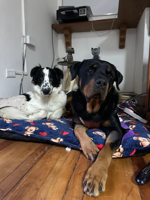 Imagen 3 de 10 en la galería de "AMIVET"