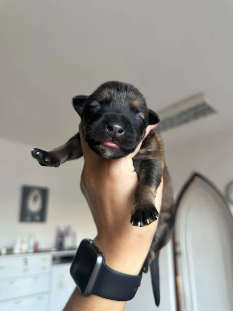 Imagen 7 de 10 en la galería de "AMIVET"