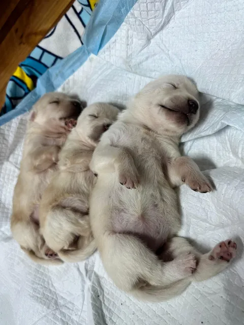 Imagen 8 de 10 en la galería de "AMIVET"