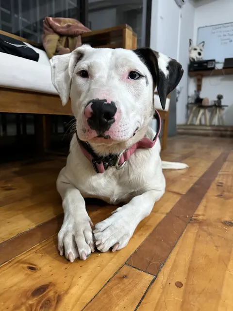 Imagen 5 de 10 en la galería de "AMIVET"