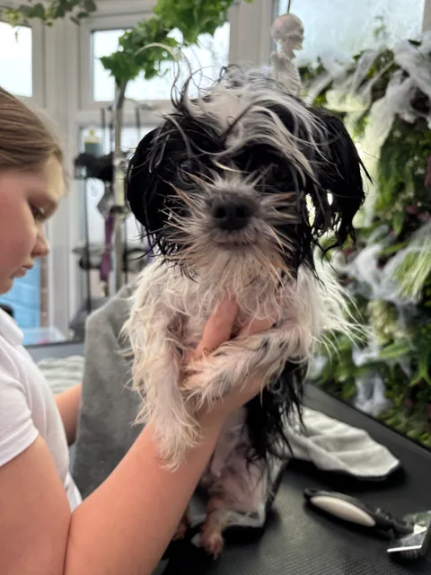 "Labra-Claws Avenue" gallery image 4 of 7