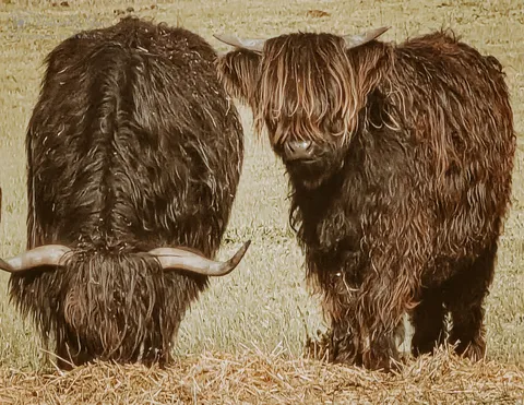 Image 1 of 50 in the gallery of "Naturally You Photography with Jaclyn"