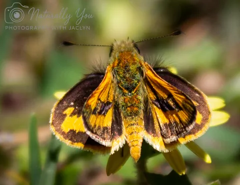 Image 8 of 50 in the gallery of "Naturally You Photography with Jaclyn"