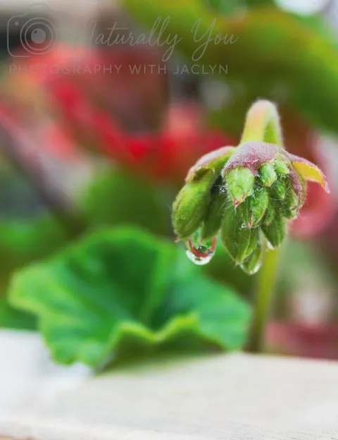 Image 5 of 50 in the gallery of "Naturally You Photography with Jaclyn"