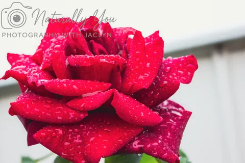 Image 4 of 50 in the gallery of "Naturally You Photography with Jaclyn"