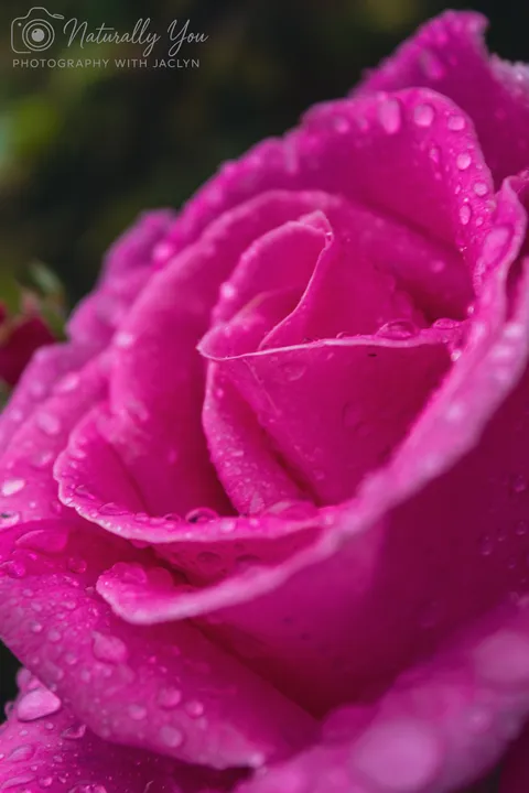 Image 6 of 50 in the gallery of "Naturally You Photography with Jaclyn"