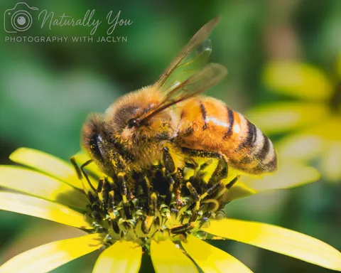 Image 10 of 50 in the gallery of "Naturally You Photography with Jaclyn"