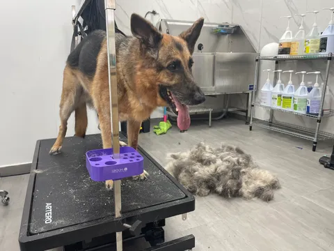 תמונה 5 מתוך 18 בגלריה של "Pets Boutique"