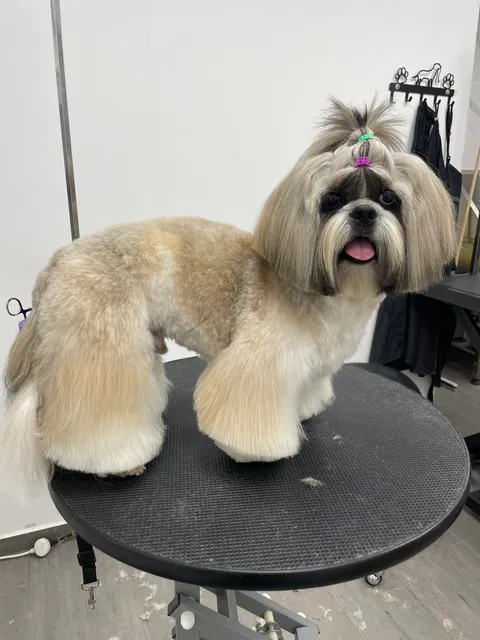 תמונה 2 מתוך 18 בגלריה של "Pets Boutique"