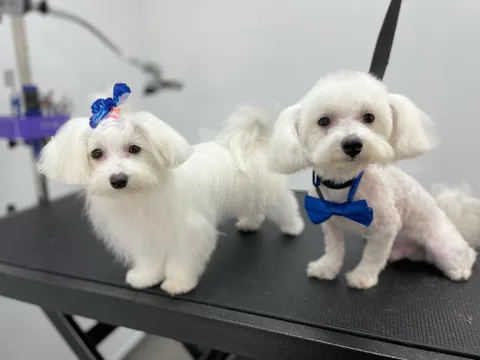 תמונה 3 מתוך 18 בגלריה של "Pets Boutique"