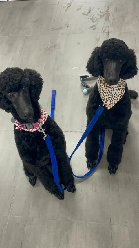 תמונה 9 מתוך 18 בגלריה של "Pets Boutique"