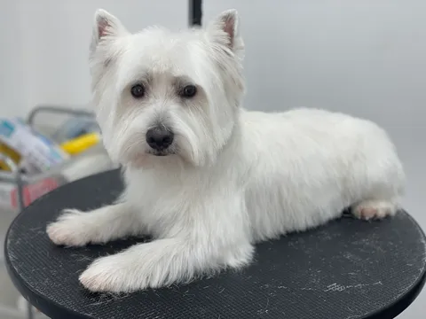 תמונה 6 מתוך 18 בגלריה של "Pets Boutique"