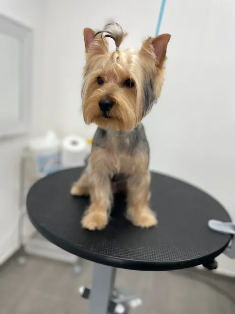 תמונה 10 מתוך 18 בגלריה של "Pets Boutique"