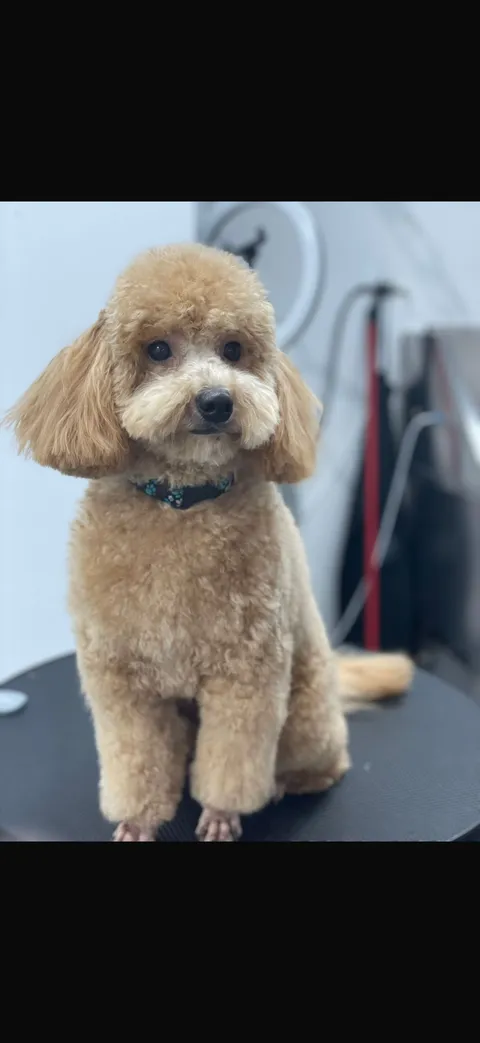 תמונה 7 מתוך 18 בגלריה של "Pets Boutique"