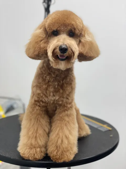 תמונה 8 מתוך 18 בגלריה של "Pets Boutique"