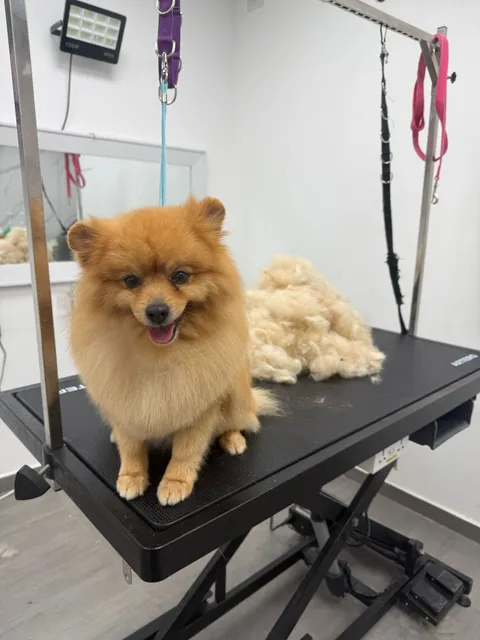 תמונה 4 מתוך 18 בגלריה של "Pets Boutique"