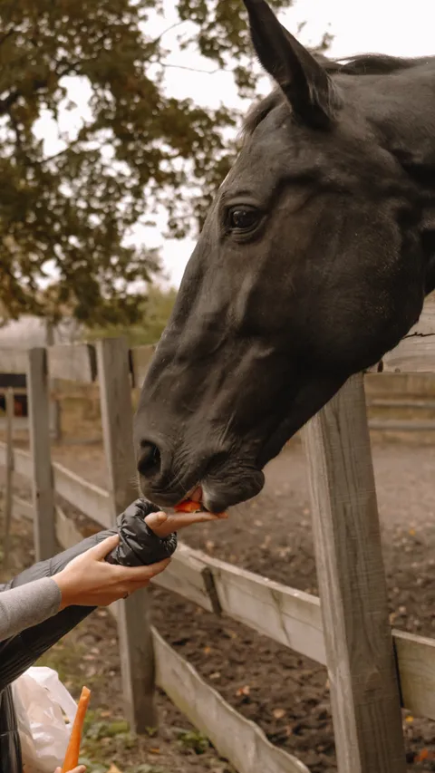Зображення 9 з 22 у галереї "StableBrovary"