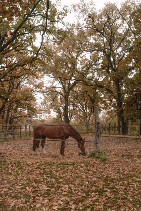 Зображення 2 з 22 у галереї "StableBrovary"