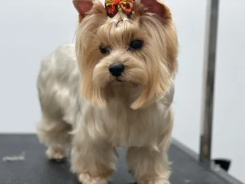תמונה 1 מתוך 18 בגלריה של "Pets Boutique"