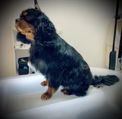 Bild 3 von 14 in der Galerie von "Belson Grooming - Hundesalon Pinneberg"
