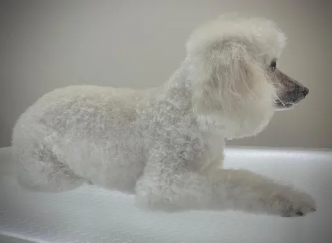 Bild 2 von 14 in der Galerie von "Belson Grooming - Hundesalon Pinneberg"