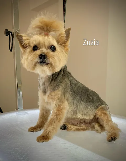 Bild 6 von 14 in der Galerie von "Belson Grooming - Hundesalon Pinneberg"