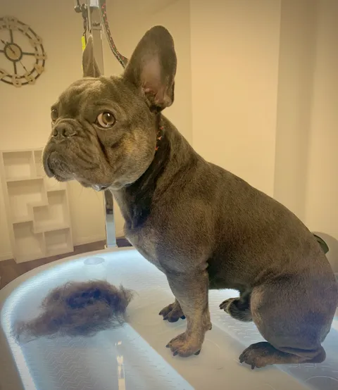 Bild 5 von 14 in der Galerie von "Belson Grooming - Hundesalon Pinneberg"