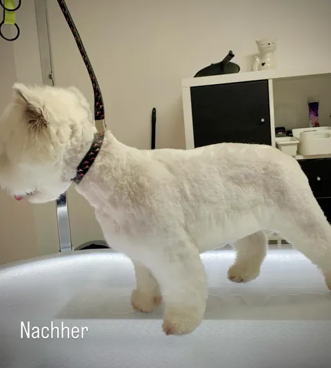 Bild 7 von 14 in der Galerie von "Belson Grooming - Hundesalon Pinneberg"