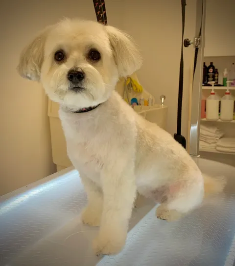 Bild 4 von 14 in der Galerie von "Belson Grooming - Hundesalon Pinneberg"