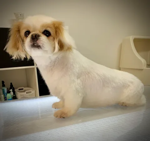 Bild 10 von 14 in der Galerie von "Belson Grooming - Hundesalon Pinneberg"