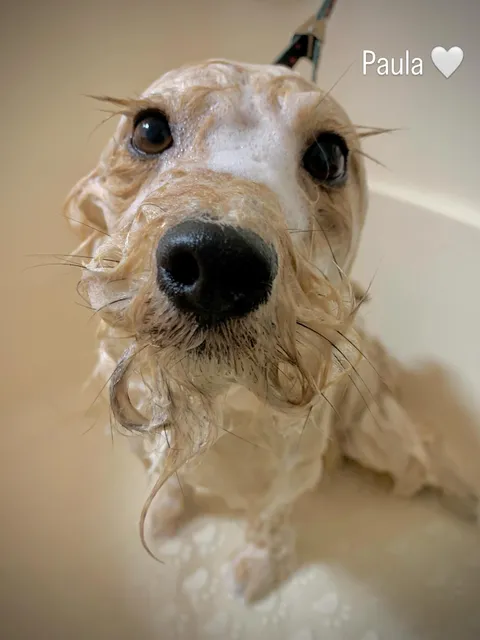 Bild 8 von 14 in der Galerie von "Belson Grooming - Hundesalon Pinneberg"