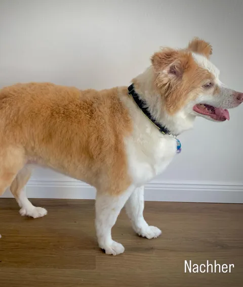 Bild 9 von 14 in der Galerie von "Belson Grooming - Hundesalon Pinneberg"