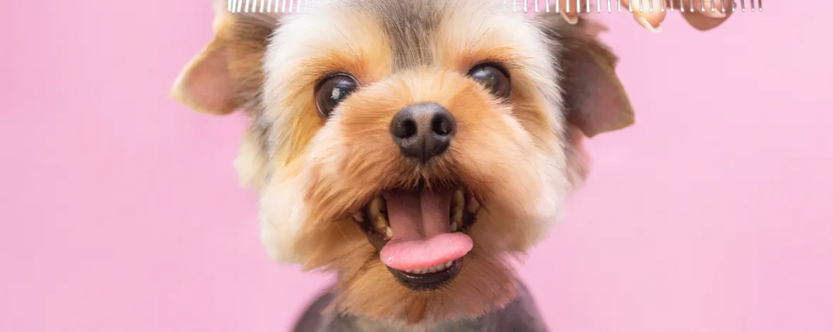 Программа для студии груминга