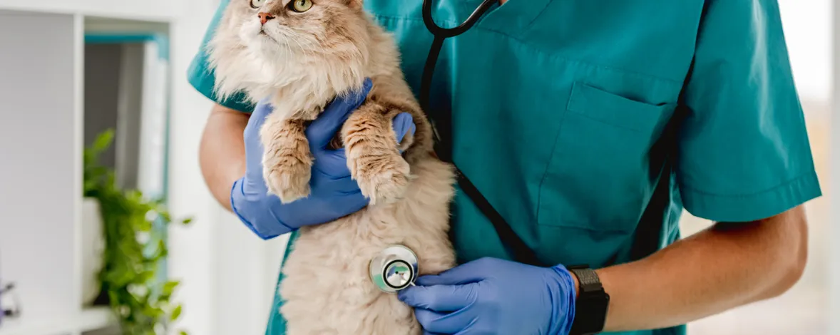 Программа онлайн-записи для ветклиники