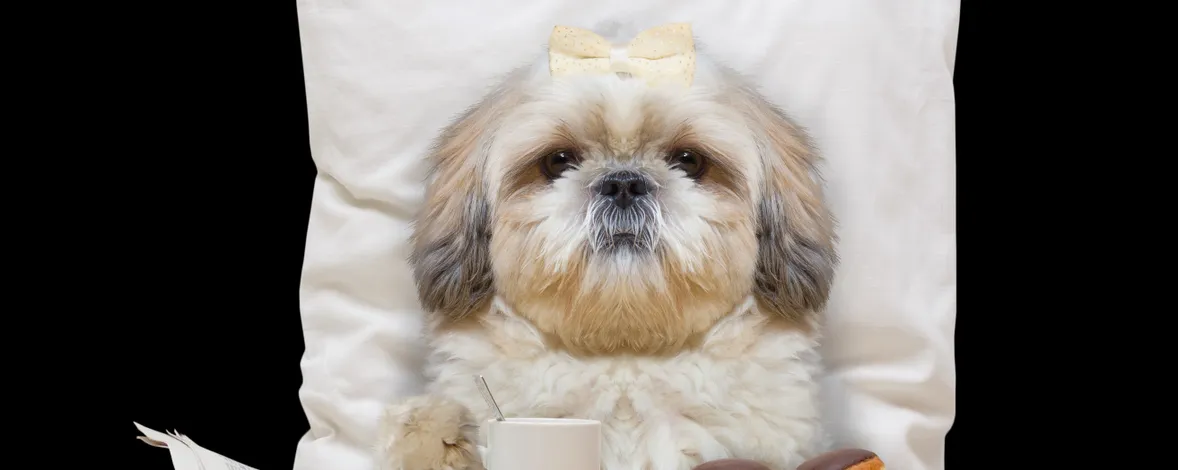 Отель для животных – идея для бизнеса