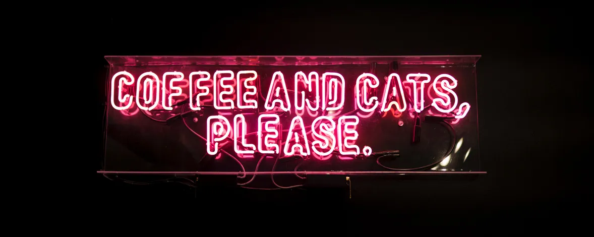 Coffee with cats: how to start a business