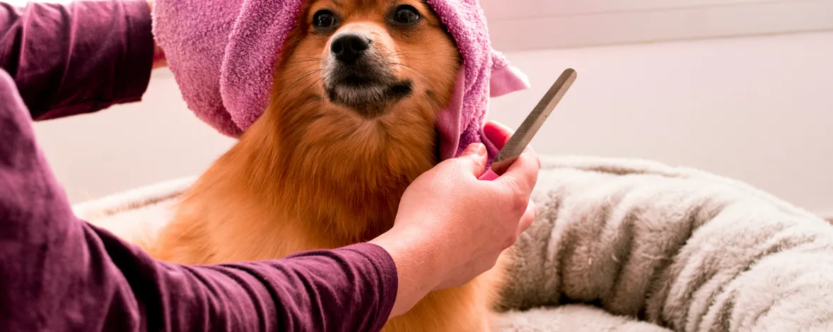 How to name a grooming studio